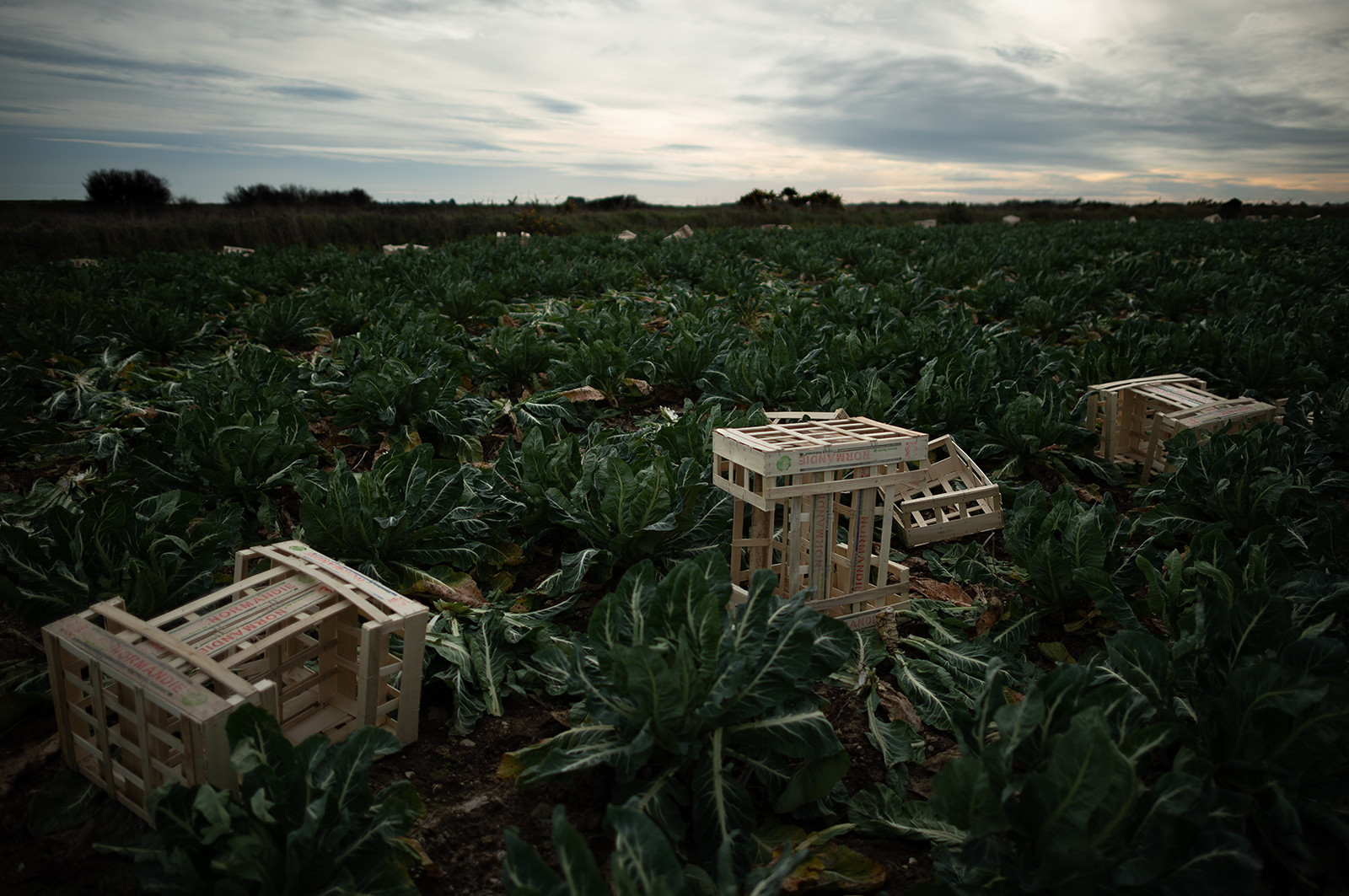 La Presqu'île du Cotentin