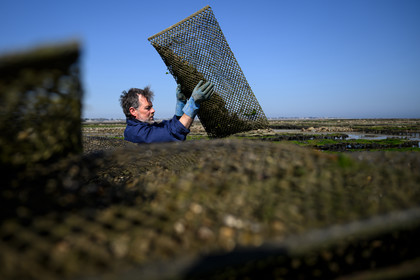 Les huîtres de Saint-Vaast-la-Hougue (Cotentin)