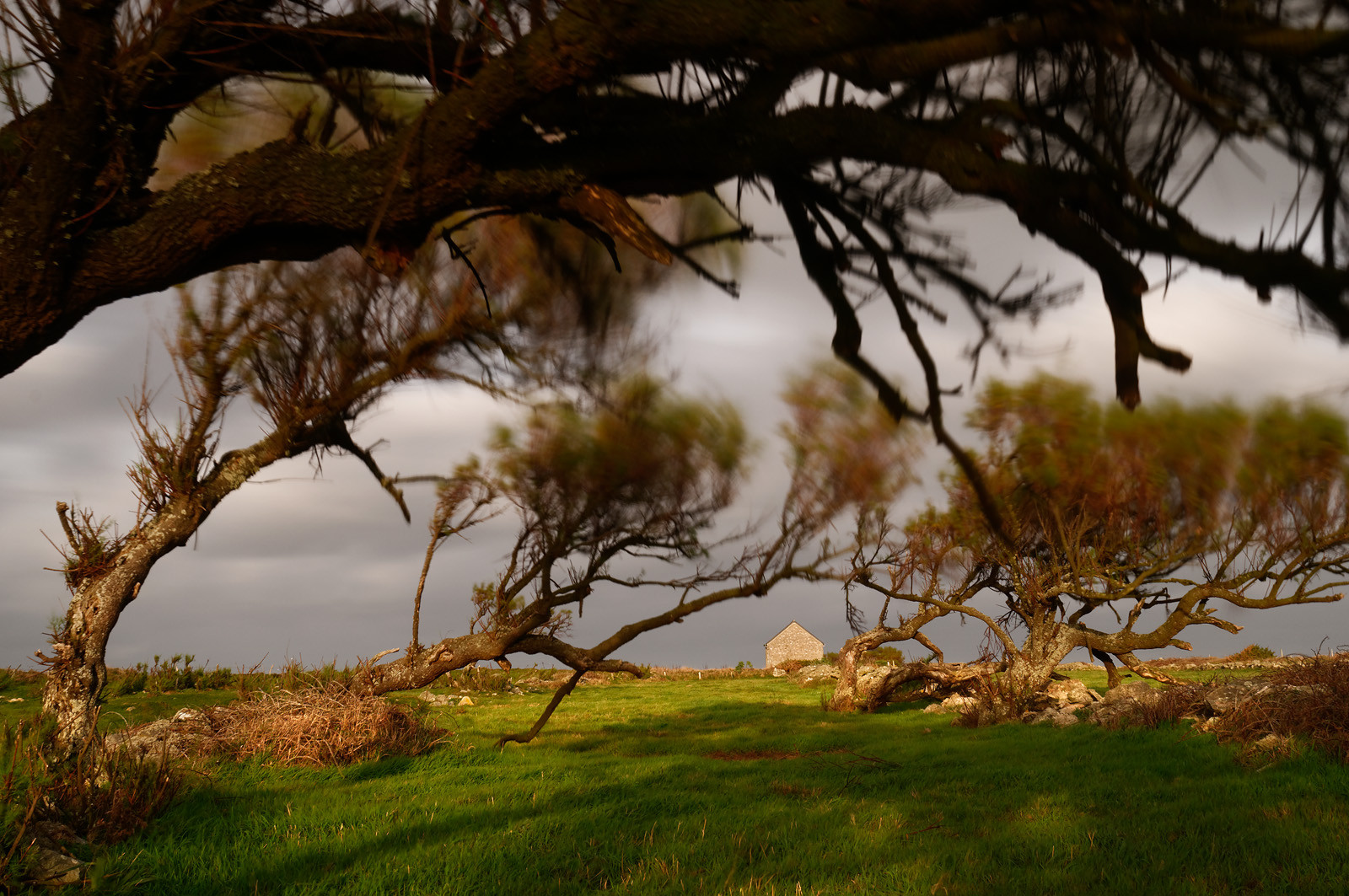 GouryA l’ouest du Cotentin (Manche), la Hague est une terre de contrastes et de lumières, une région sauvage et préservée. Le mot Hague est un ancien terme dialectal normand. Il est issu du vieux norois qui signifie «enclos, terrain clos».La Hague présente un littoral varié : falaises abruptes (entre Urville-Nacqueville et Omonville-la-Rogue, et entre Auderville et Vauville), au pied desquelles se trouve une succession de baies, grandes plages (Urville-Nacqueville et à Vauville), d'îlots et platiers rocheux (cap de la Hague,pointe de Jardeheu..), des massifs dunaires (Biville), des grèves de galets (Anse Saint-Martin), des marais arrière-littoraux (Mare de Vauville) et des vallons boisés (Hubiland, Sabine…). La côte est également agrémentée de petits ports (Goury, le Houguet, Port Racine, Port du Hâble…) et de mouillages.La péninsule haguaise est principalement un pays de landes et de bocage, à l'intérieur des terres, formées de fougères, bruyères, genêts et ajoncs.