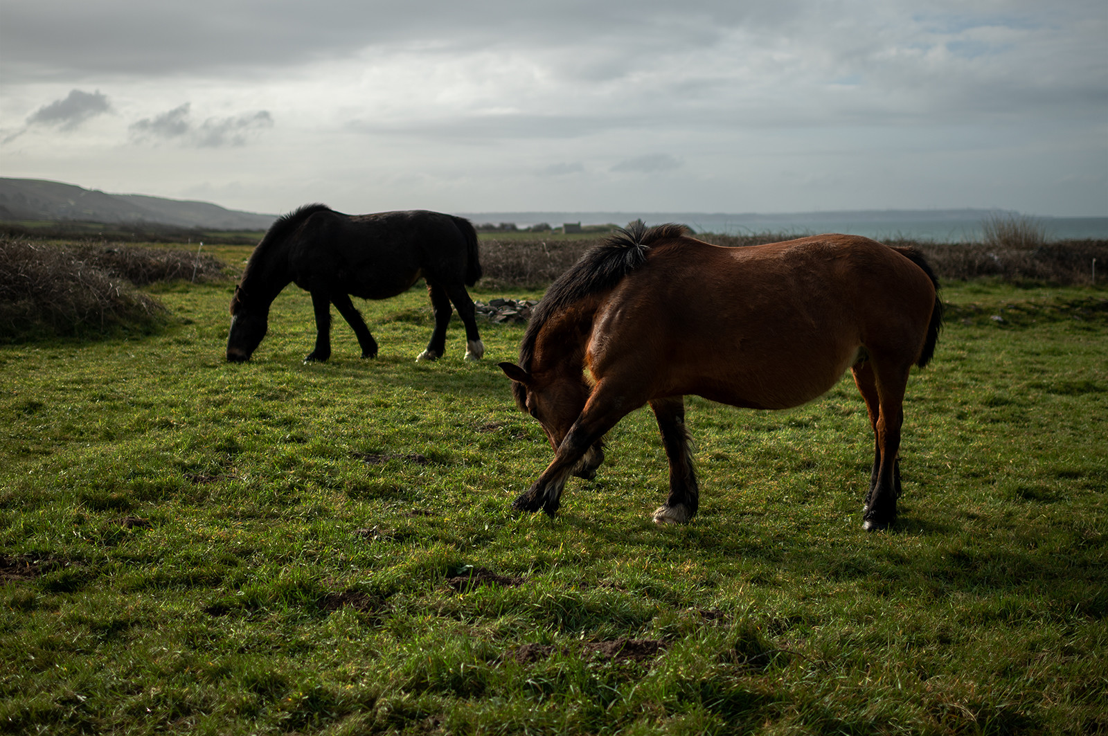 La Presqu'île du Cotentin