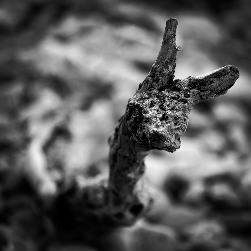 Cette exposition fût présentée lors du mois de la photographie à Equeurdreville (Cotentin) en 2014.Comme un tailleur de pierre, la nature a façonné un monde imaginaire, transformant le paysage en une oeuvre d’art équilibrée et contrôlée. Je n’ai photographié que ceux qui me parlaient, comme des apparitions fantasmagoriques, un clin d’oeil, un frisson, un sourire complice. Libre à vous de découvrir ces formes secrètes, ces visages sculptés par les éléments aux traits parfois révélateurs.